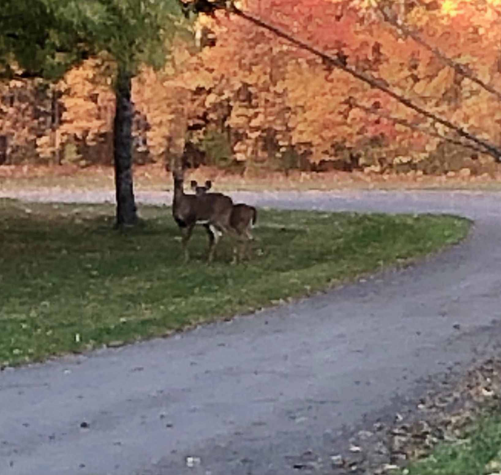 A couple of deer
